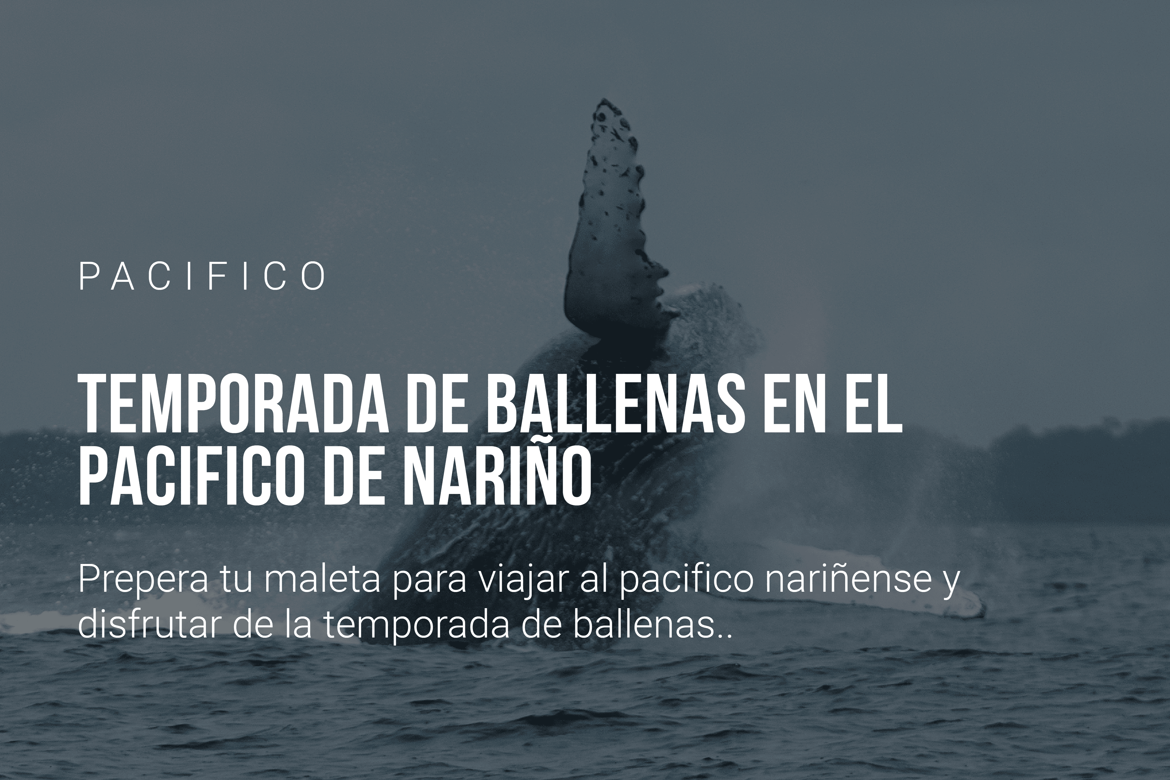 Temporada de ballenas en el Pacífico de Nariño